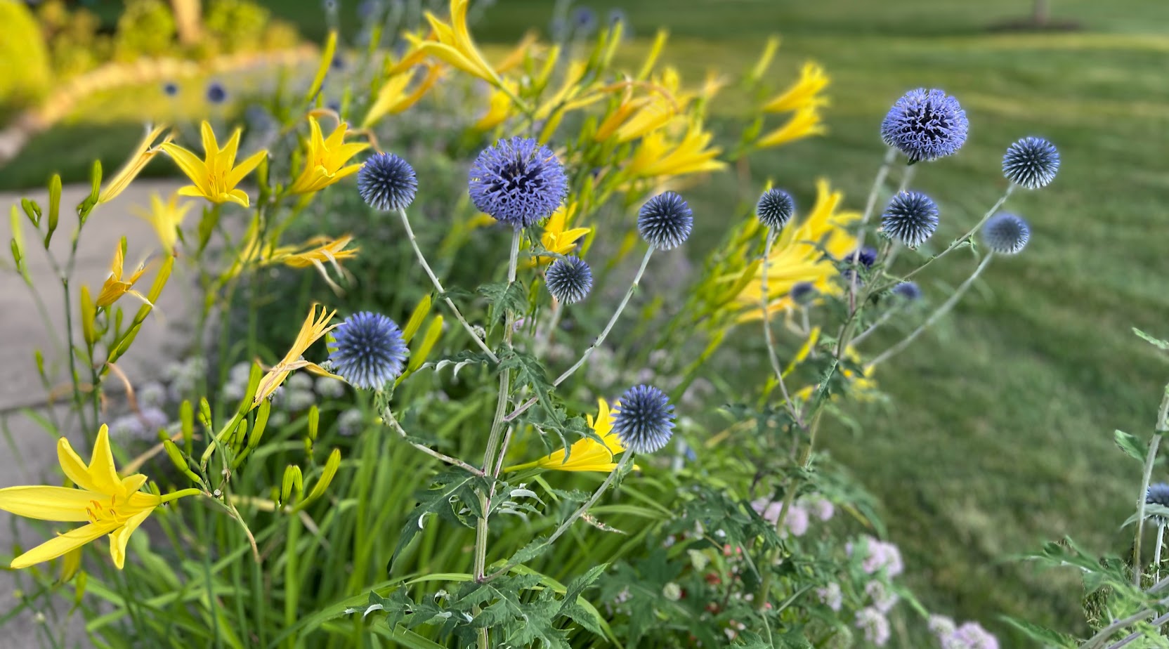 Veitch's Blue Globe Thistle β flower