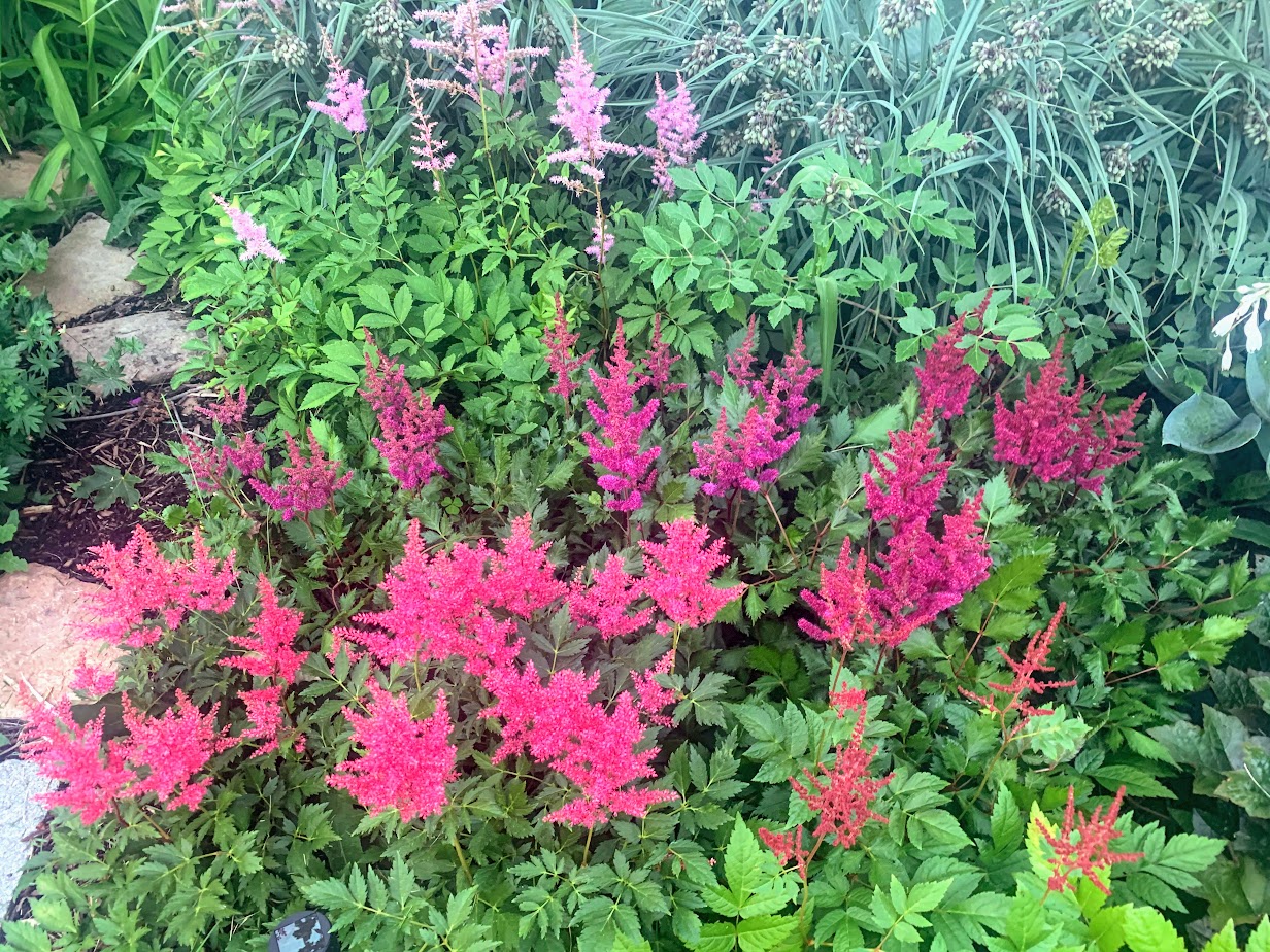 Astilbe 'Visions in Red' β flower
