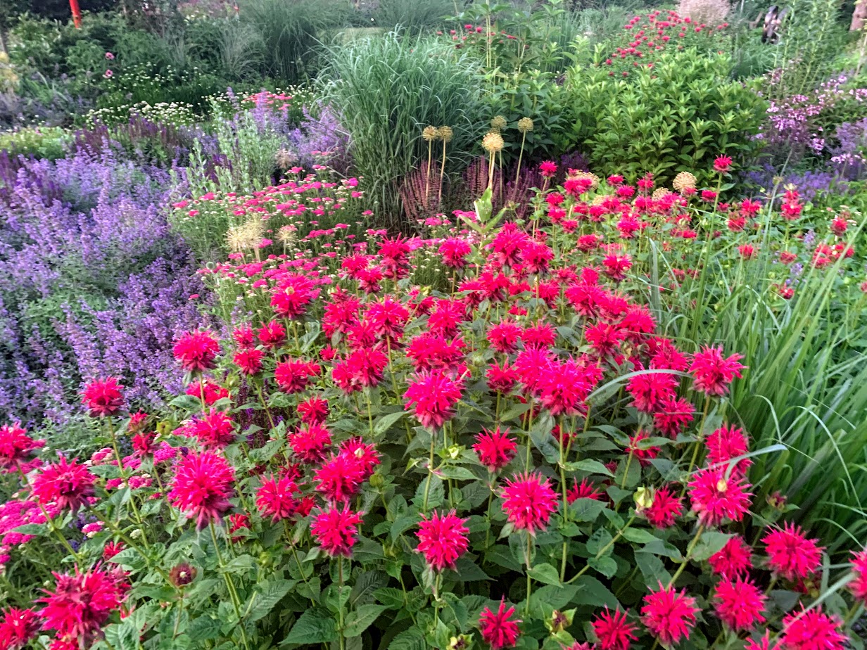 Red Bee Balm β flower