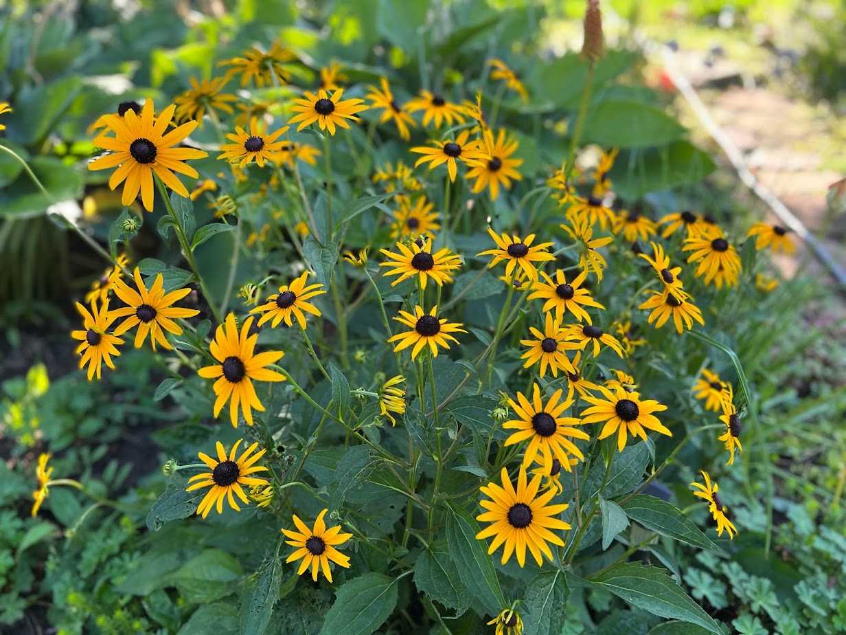 Black-Eyed Susan β flower