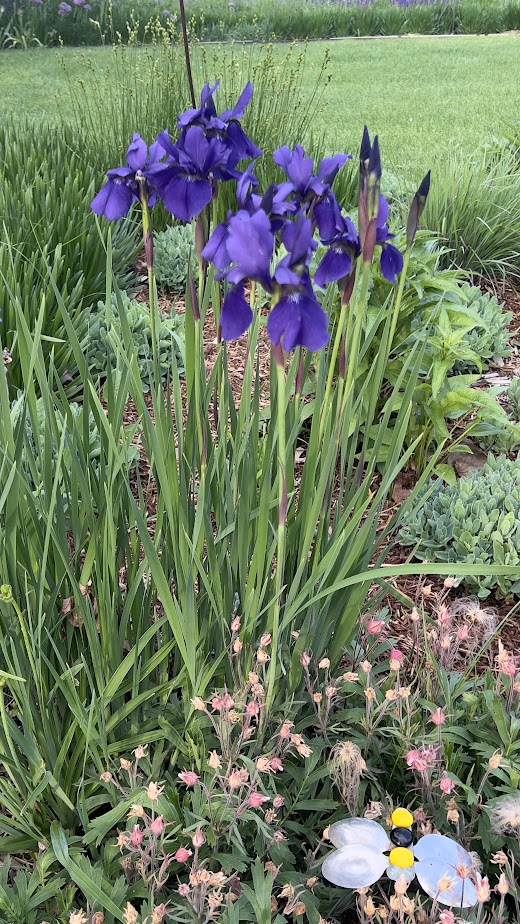 Siberian Iris β flower