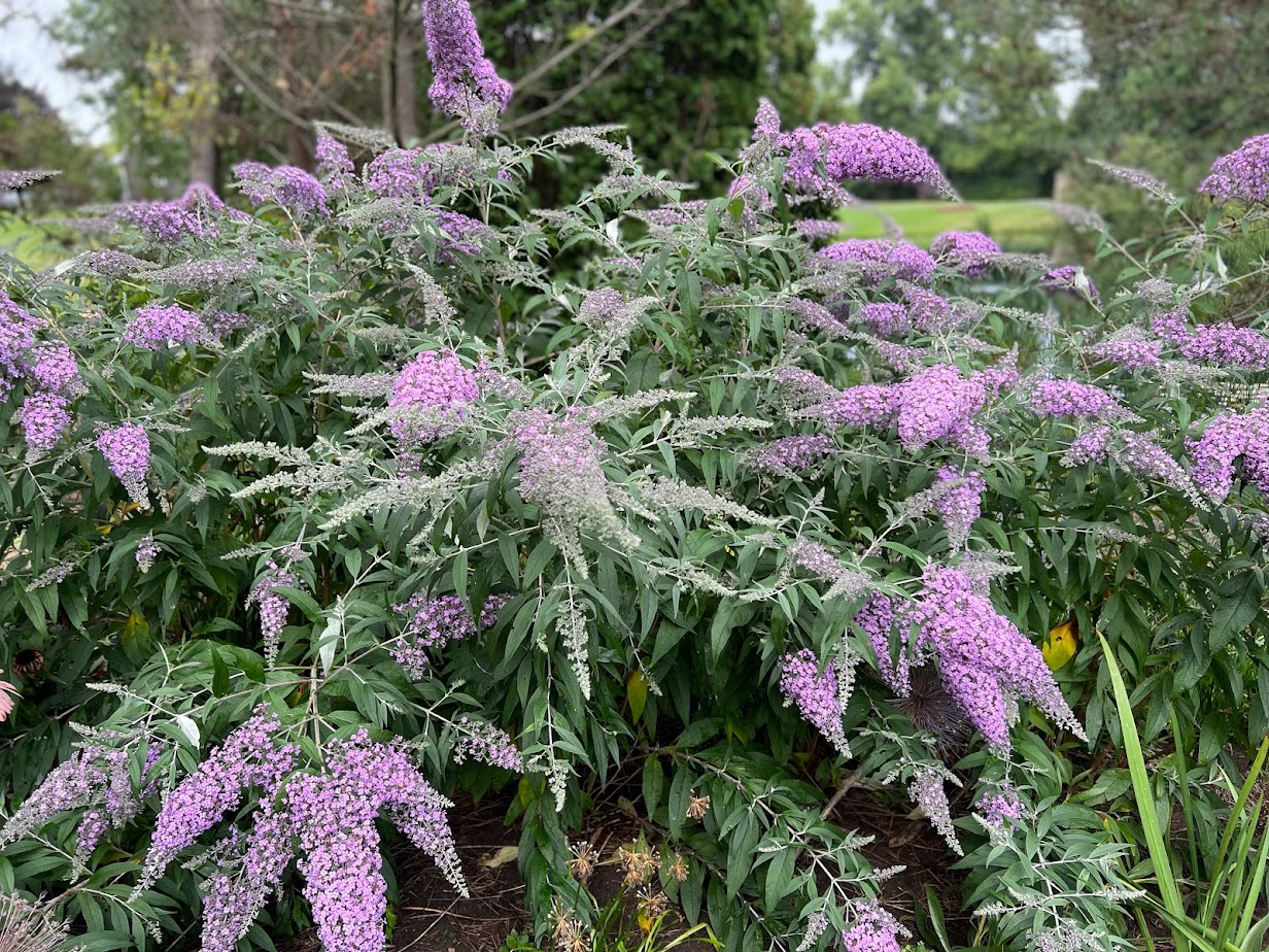 Grand Cascade Butterfly Bush β flower