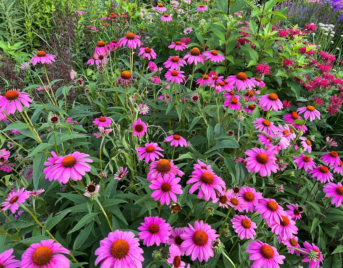 Magnus Coneflower β flower