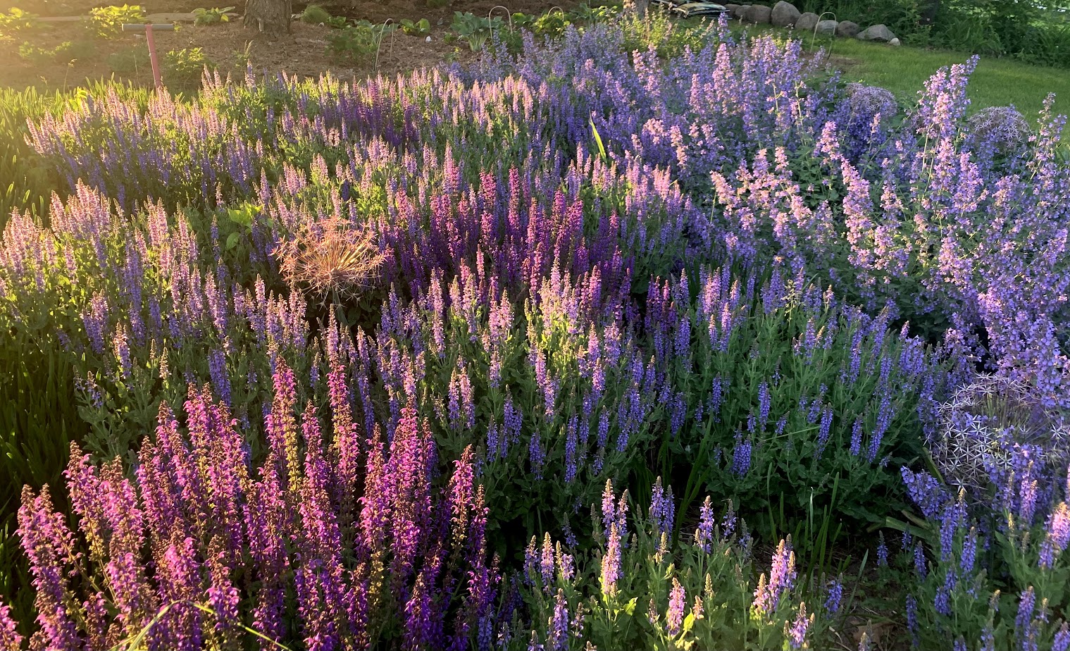 May Night Sage β flower