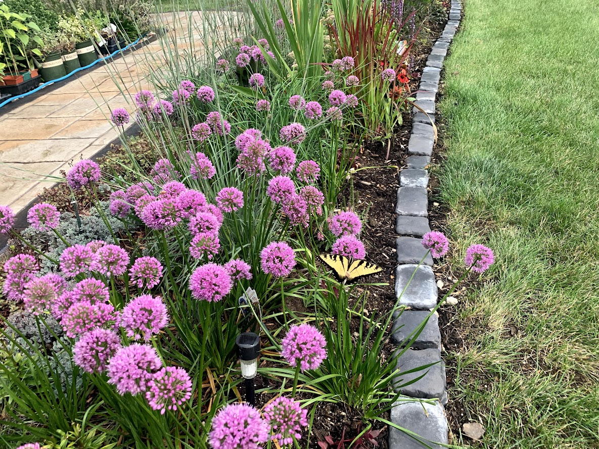 Millennium Allium β flower