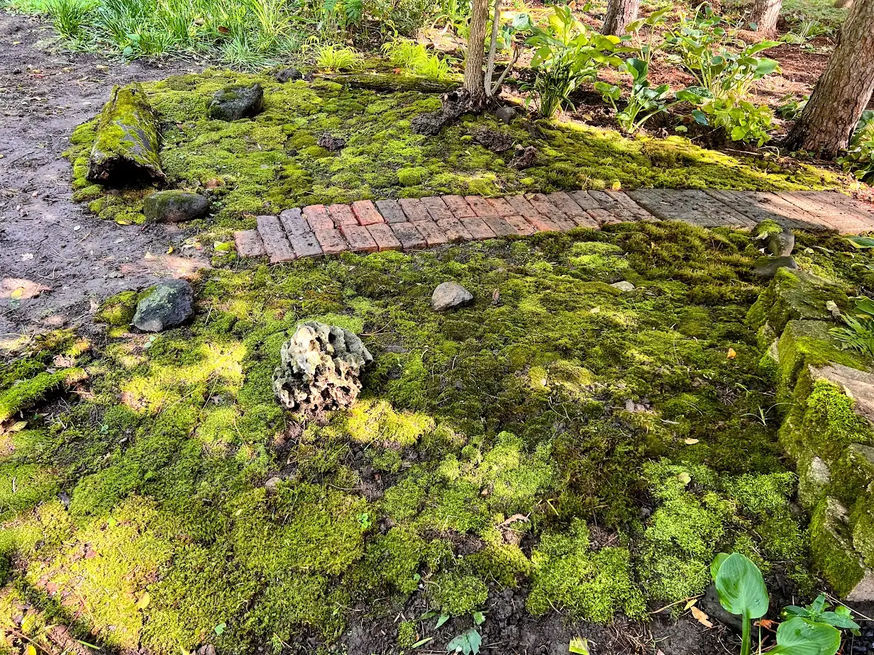 Moss Garden β flower