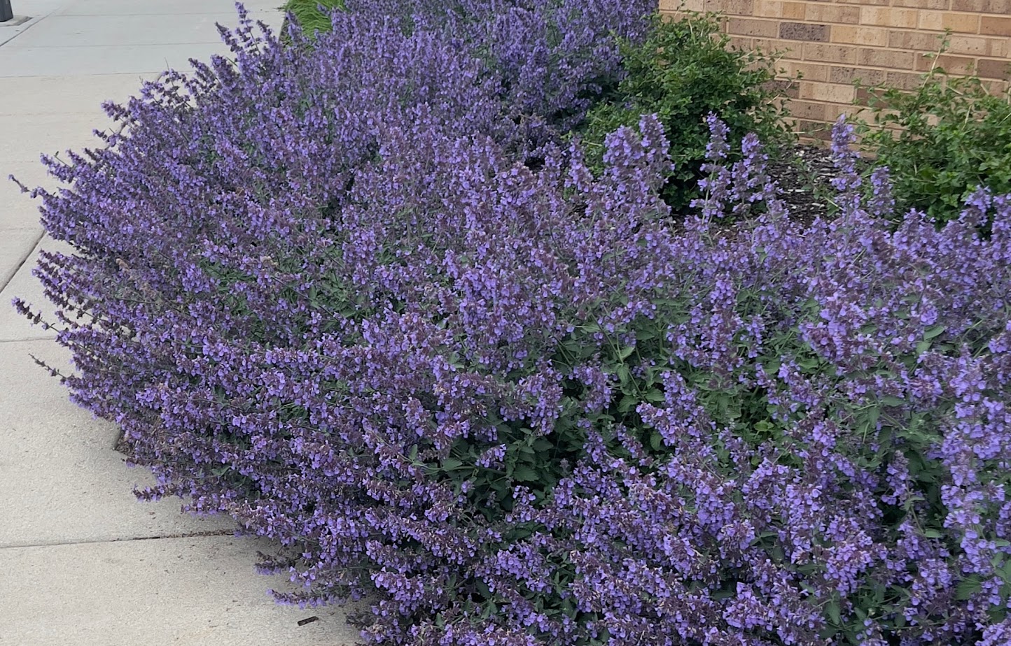 Dwarf Nepeta 'Purrsian Blue' β flower