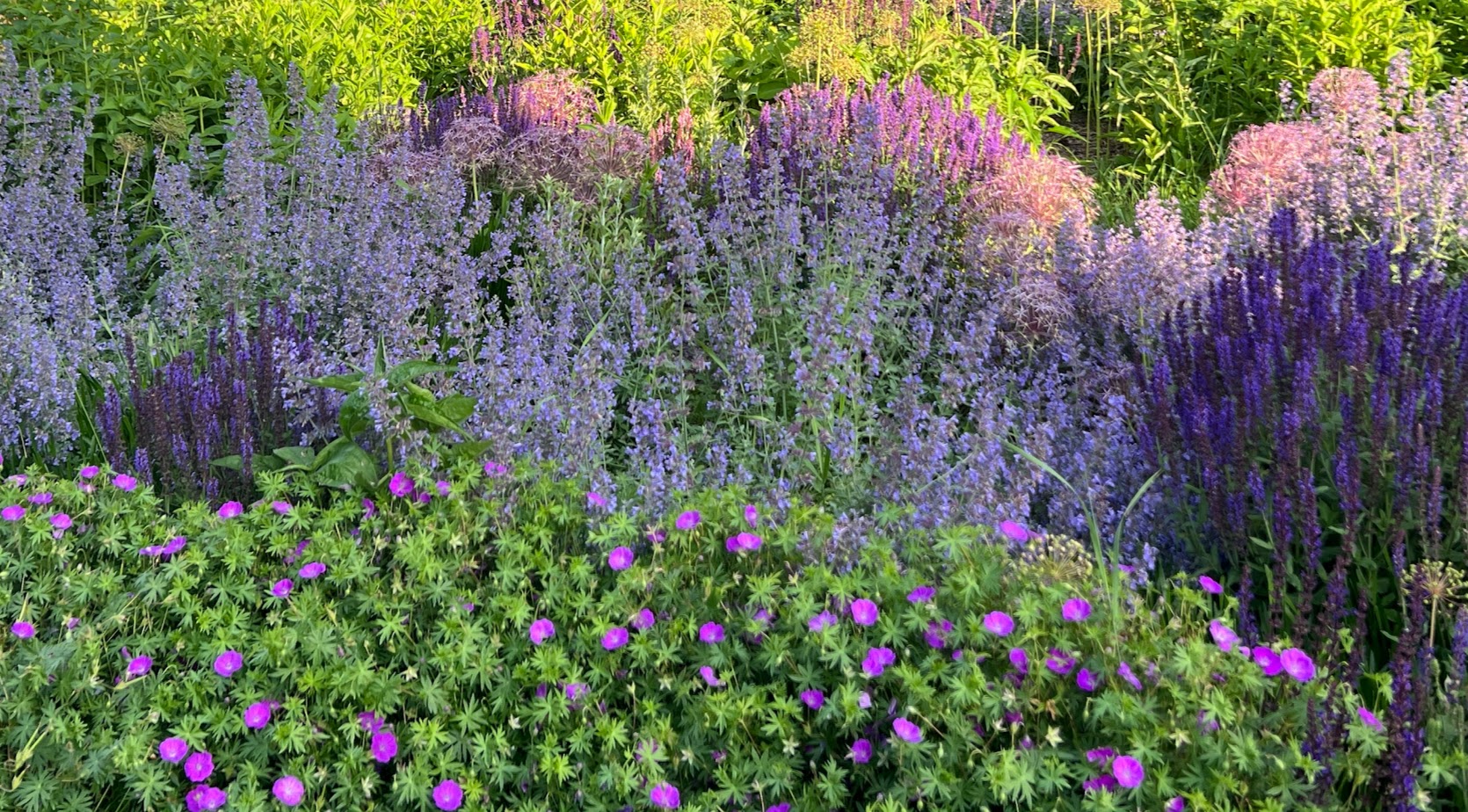Catmint 'Walker's Low' β flower