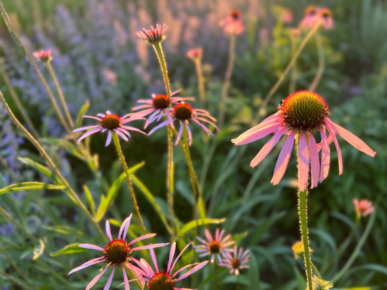 Pale Purple Coneflower β flower