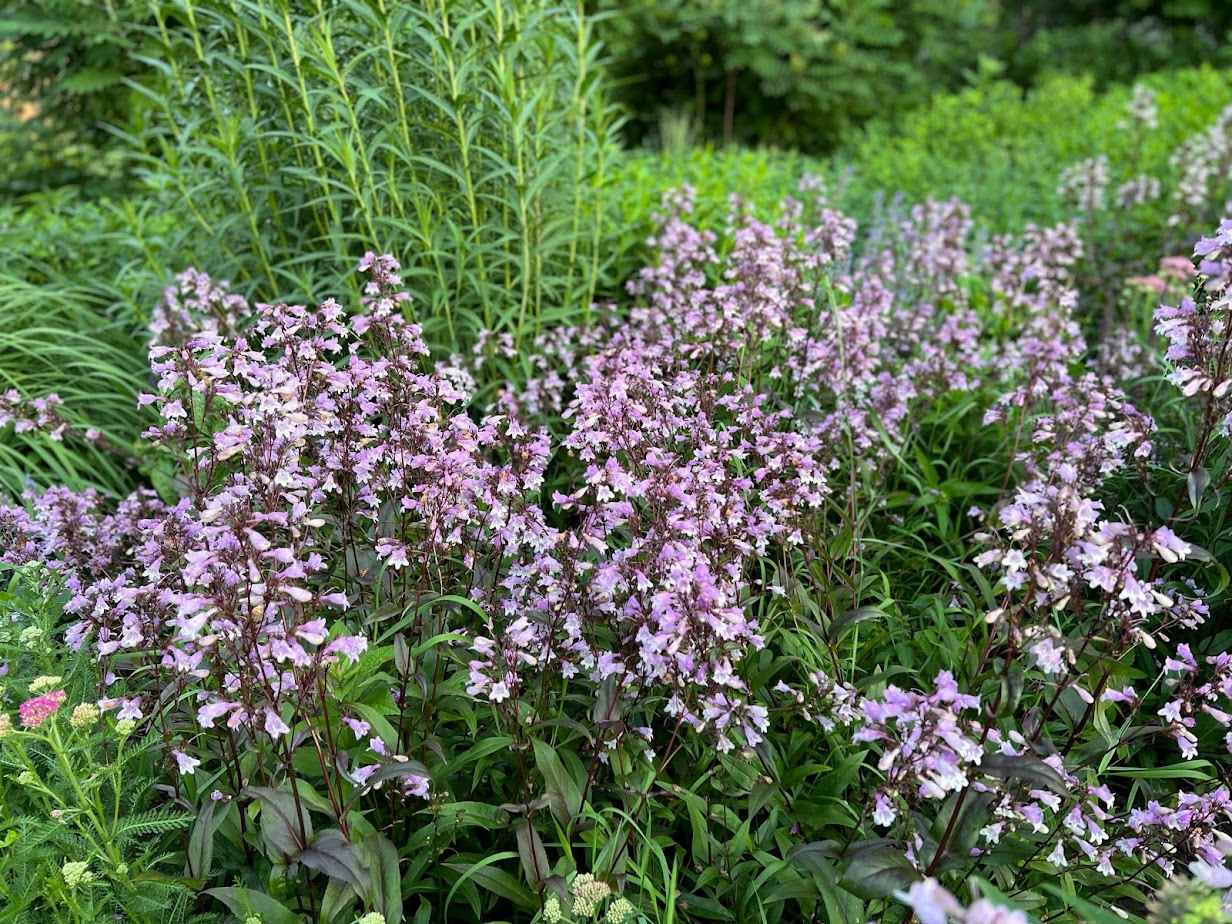 Penstemon 'Pocahontas' β flower