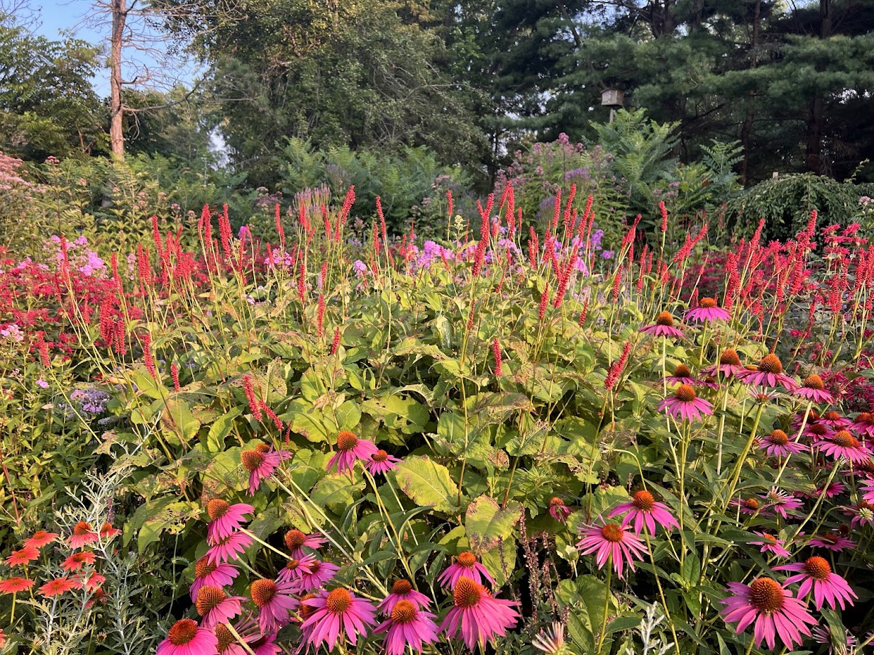 Persicaria Firetail β flower