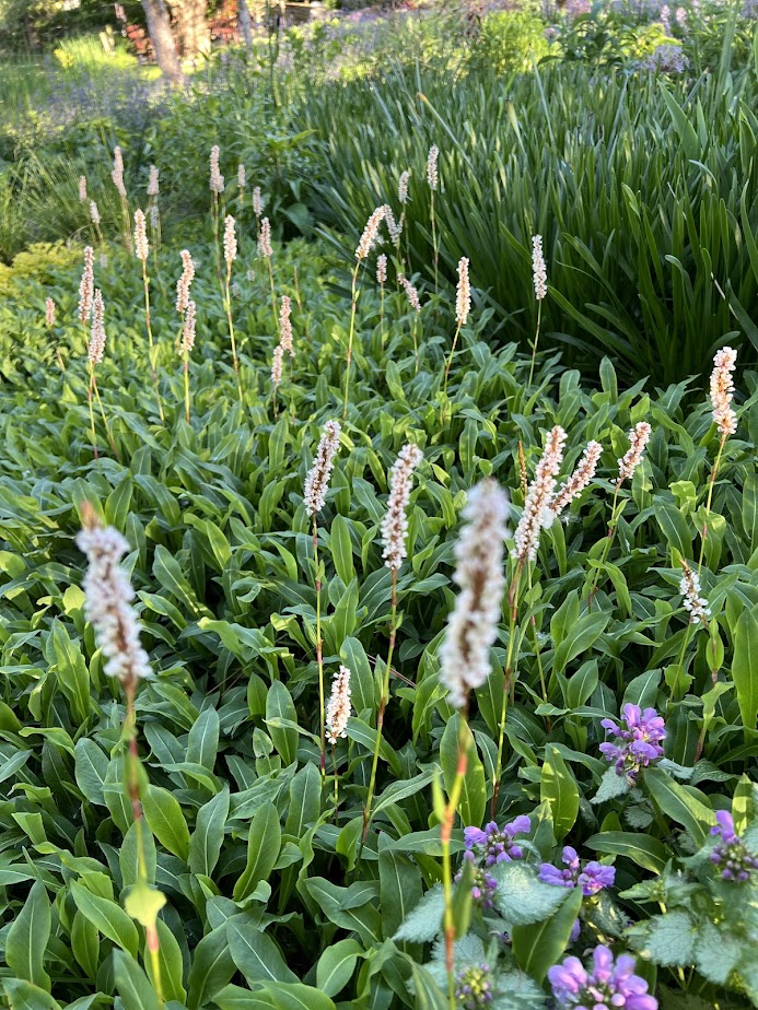 Persicaria "Superba" β flower