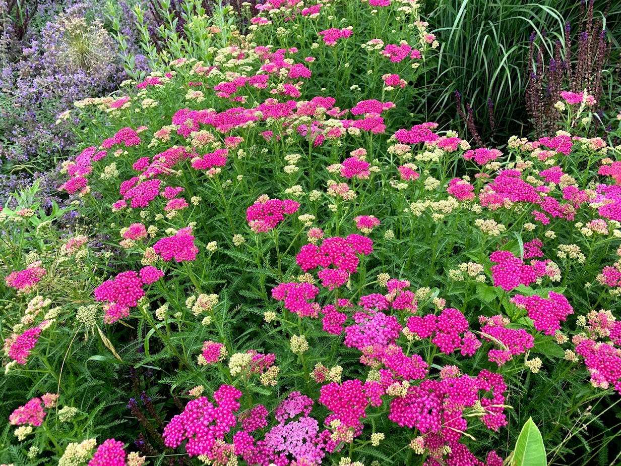 Pink & Red Yarrow β flower