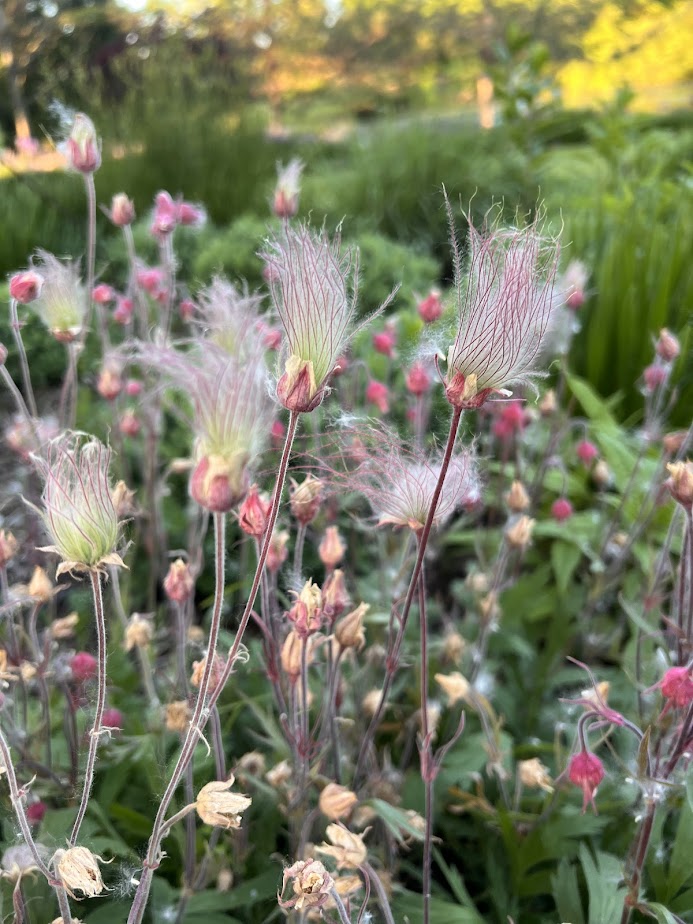 Prairie Smoke β flower