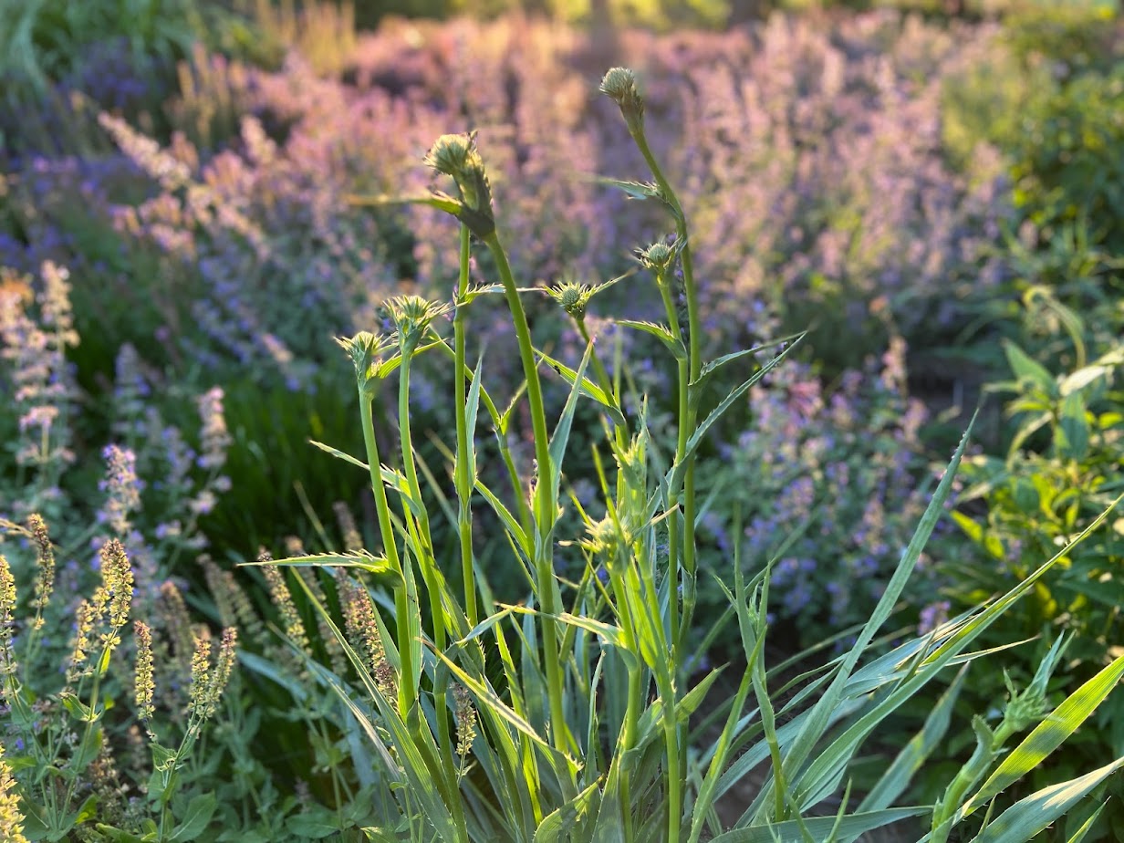 Rattlesnake Master β flower