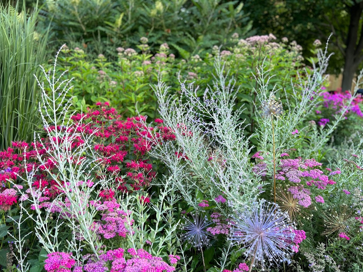 Russian Sage β flower
