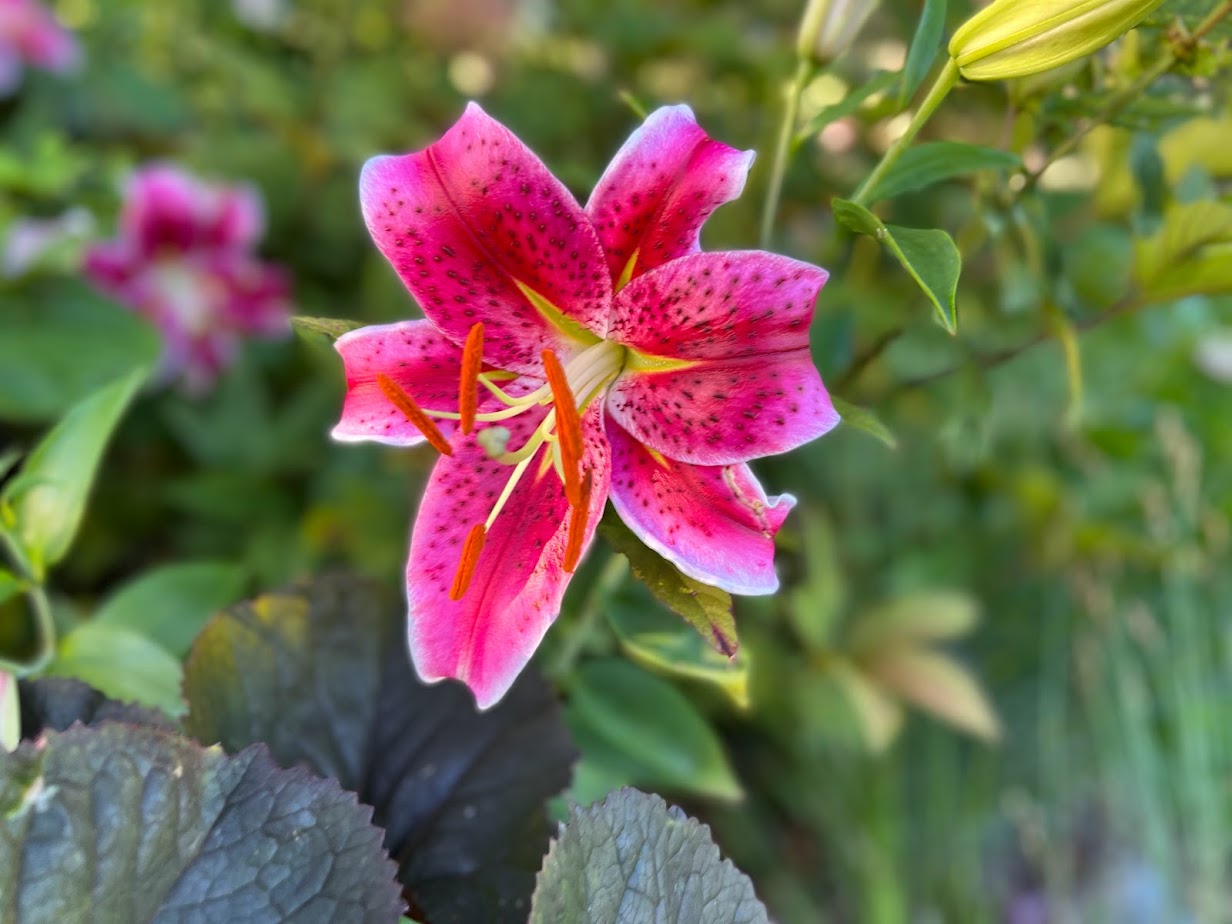 Stargazer Lily β flower