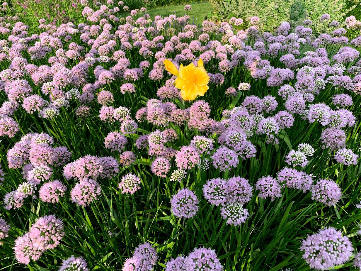 Summer Beauty Allium β flower